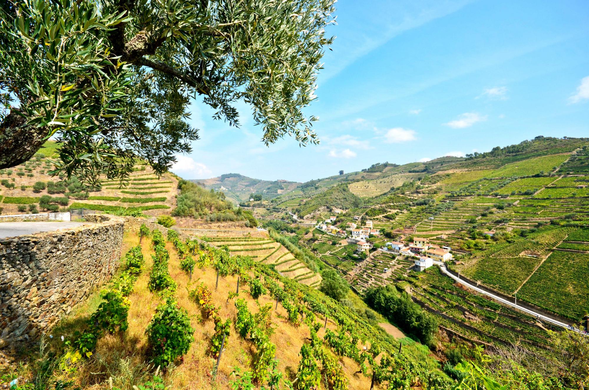 De mooiste wijnstreken van Portugal