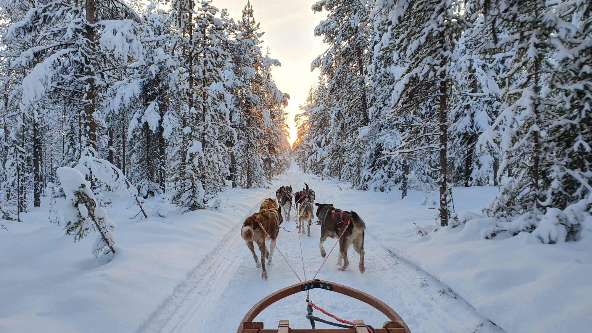 Unieke winterse beleving in Zweeds Lapland