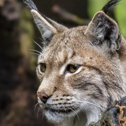 De Kroatische natuur laat je niet lynx liggen