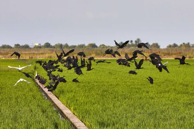 section natuur in valencia de valenciaanse boomgaard 0